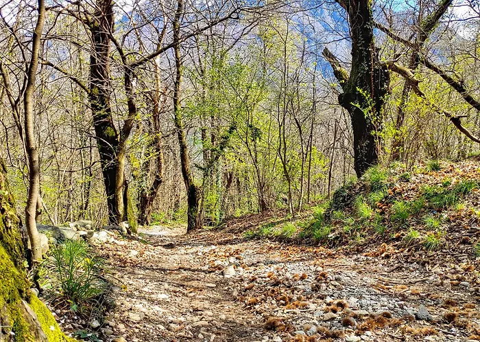 Rustica ソーリコ